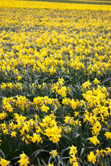 Field of daffodils - narcissium - in background