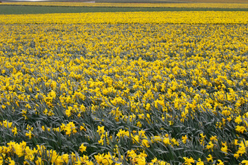 Obraz premium Field of daffodils - narcissium - in background