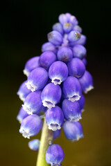 Grape-hyacinth - Muscaris neglectum - inflorescence