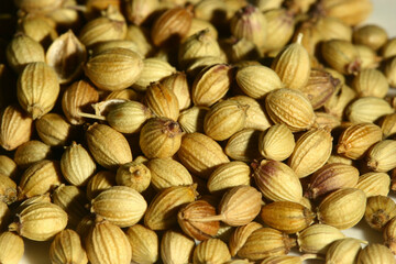 Dried coriander seeds