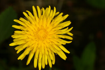 Dandelion - Taraxacum officinale - detail of inforescence