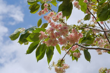 満開のサトザクラ