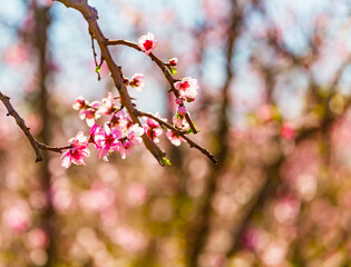Peach orchard blossom closeup in spring. Blooming fruit peach trees in kibbutz in spring in Israel on the Golan Heights. Pink flowers on the branches of peach trees.
