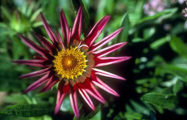 Close-up view of sunflowers - shallow depth of field