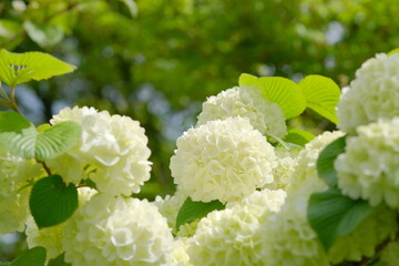 オオデマリの白い花