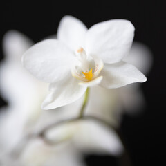 Obraz na płótnie Canvas Weiße Orchidee
