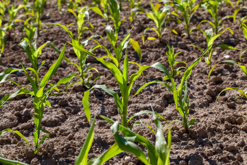 small green corn sprouts in the summer