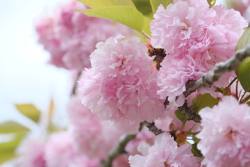 ふんわり八重桜