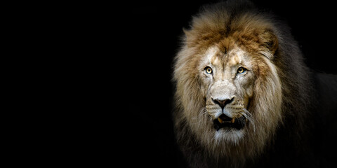 Fototapeta na wymiar beautiful lion on a black background
