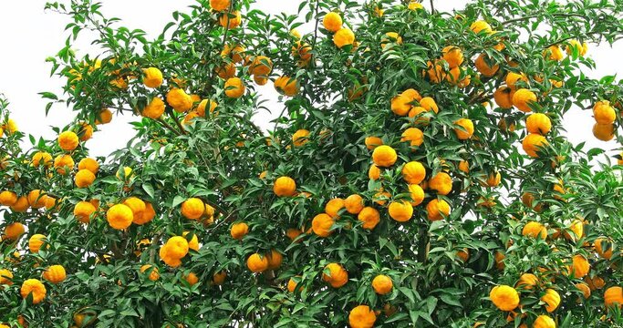 Ripe ugly oranges on the orange tree