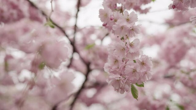 Slow motion handheld shot of cherry blossom