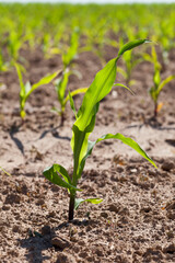small green corn sprouts in the summer