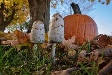 Closeup shot of old mushrooms with white caps growing in a park in autumn