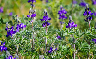 Blooming wild blue lupins Lupinus pilosus on bright sunny spring day on The Golan Heights in Israel. Spring in Israel. Species of flowering plant from the family Fabaceae which is endemic to Israel.