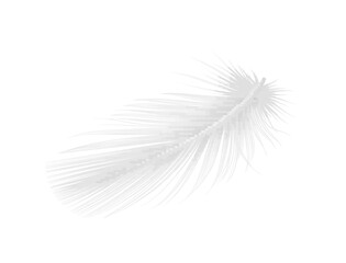 Realistic White Feather
