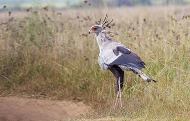 Secretary bird waling in the grass looking for food