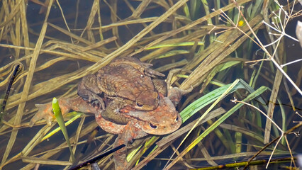 Two frogs are making love in the lake.