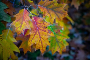 Closeup shot of the colorful autumn leaves of a northern oak tree (Quercus rubra)