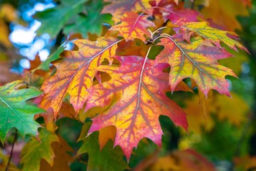 Closeup shot of the colorful autumn leaves of a northern oak tree (Quercus rubra)