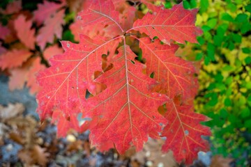 Naklejka premium Closeup shot of the red autumn leaves of a northern oak tree (Quercus rubra)