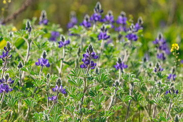 Blooming wild blue lupins Lupinus pilosus on bright sunny spring day on The Golan Heights in Israel. Spring in Israel. Species of flowering plant from the family Fabaceae which is endemic to Israel.