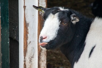 Closeup shot of a cute goat that is black and white like a cow in a barn