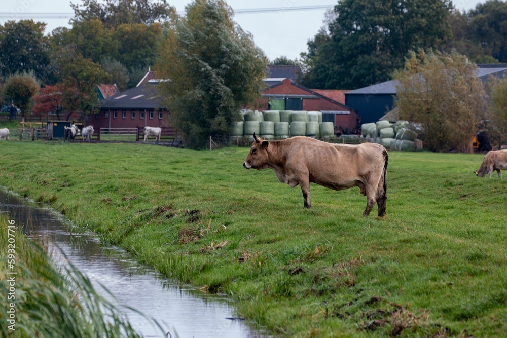 Sticker Brown cow in a green field next to the river in the Netherlands.