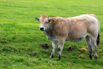 Brown cow in a green field.