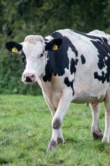 Obraz na płótnie Canvas Vertical shot of a cow in the field