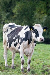 Vertical shot of a cow in the field