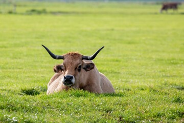 Closeup shot of a cattle in the field