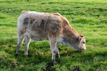 Obraz na płótnie Canvas Closeup shot of a cattle in the field