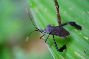 Leaf footed Bug Acanthocephala. It is a New World genus of true bugs in the family Coreidae. Amazon...