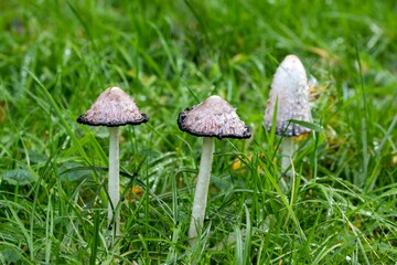Closeup shot of Amanita phalloides mushrooms