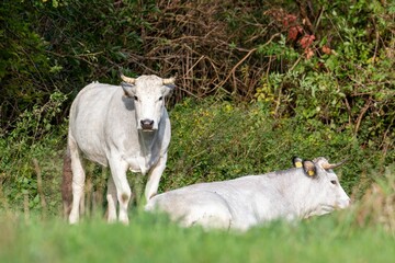 Obraz premium Cow with its calf in the field