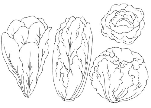 Lettuce set graphic black white isolated sketch illustration vector