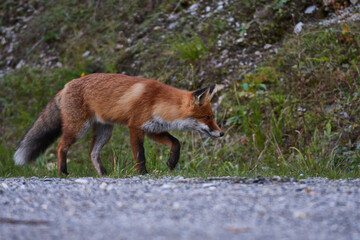Rotfuchs im Herbst auf einem Parkplatz	