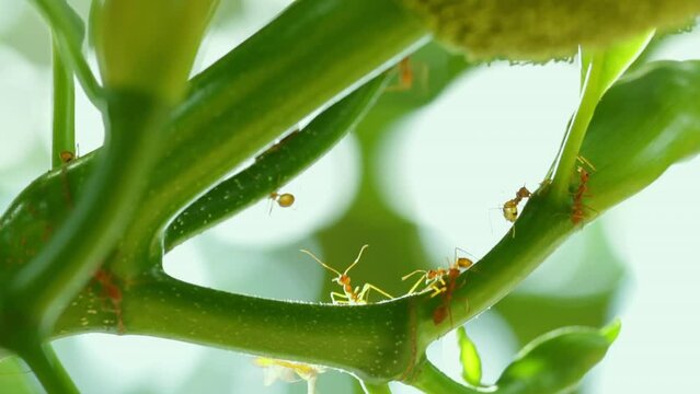 Close up view with a faint sound. Colony of Weaver ant or red ants on branches of plant. With ferocious attitude for protecting and caring for aphids. From other insects or birds that will eat aphids.