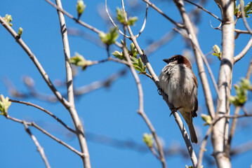 Obraz premium Sparrow bird on a blooming branch of a tree in Spring