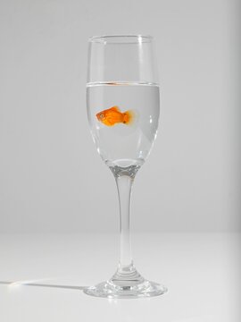 Vertical Shot Of A Goldfish In A Small Glass On A White Background