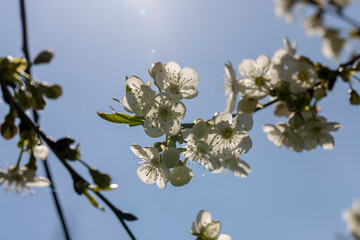 Trees blooming in the orchard in the spring season