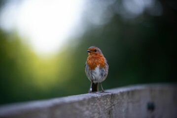 Shallow focus shot of adorable European robin perched on the top of wooden fence
