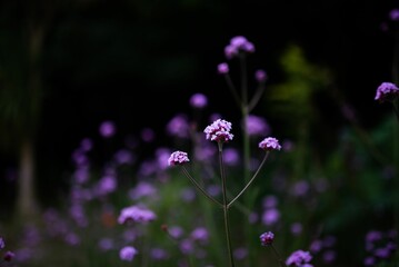 Selective focus shot of Purpletop vervain flowers in the beautiful meadow