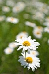 Fototapeta premium Blumenwiese mit Margeriten Blüten