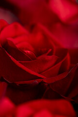 Beautiful fresh red rose with thin petals