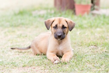 Obraz premium Sad brown puppy sitting on grass park on a sunny day