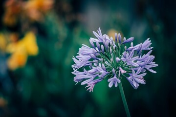Shallow focus of purple African lily, Agapanthus africanus with blur background