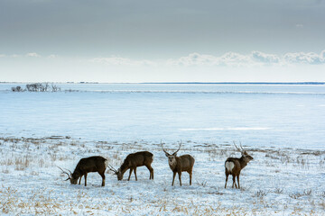 北海道、野付半島で生きるエゾシカの群れ、冬は極寒