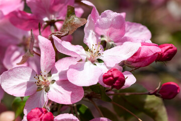 beautiful trees with flowers of red and pink shades