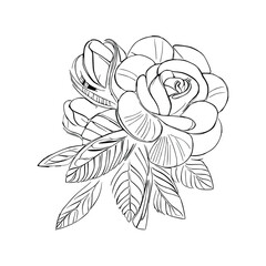 Beautiful Roses Flower Coloring book, line art vector.
